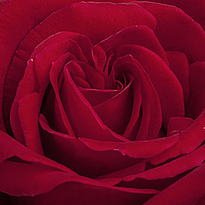 Онлайн магазин за рози - Чайно хибридни рози  - червен - Pоза Пулман - среден аромат - 
Л. Перниле Олесен, Могенс Н. Олесен - Подходяща лесна за отглеждане.Една от най-надеждните тъмночервени рози.